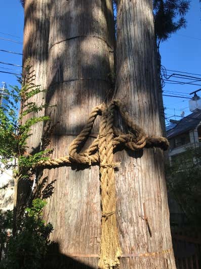 御神木