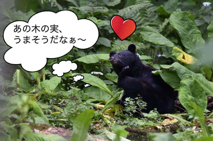ツキノワグマ