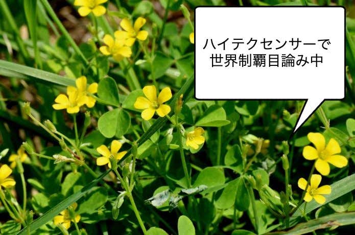カタバミ