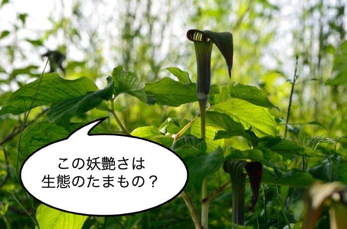 マムシグサ