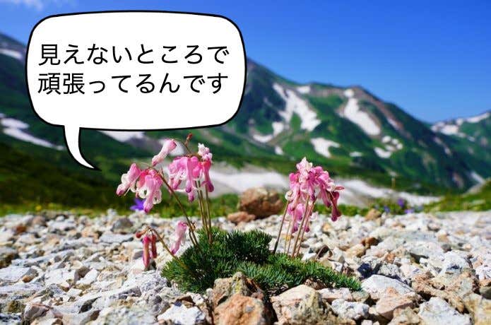 コマクサ