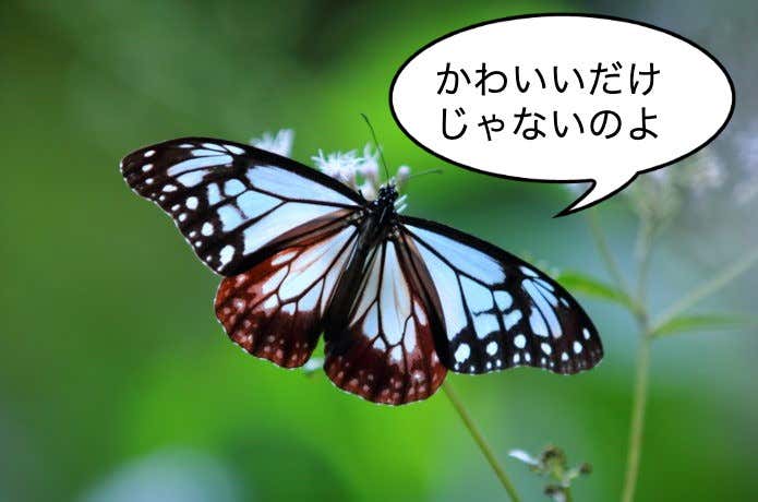 アサギマダラ