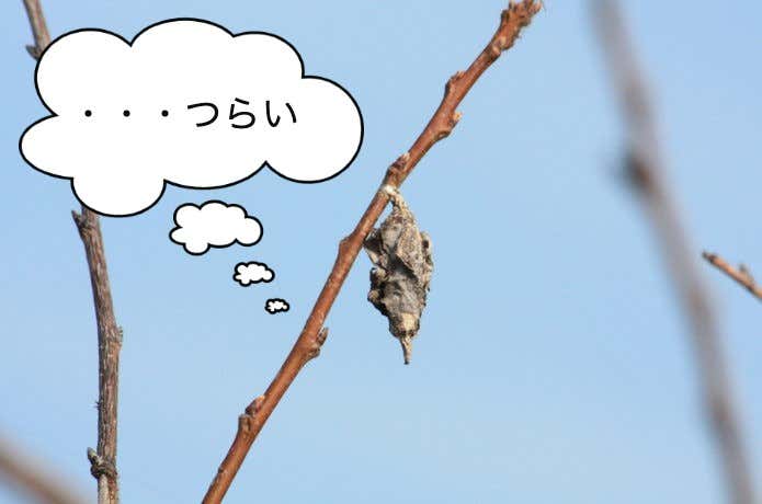 ミノムシ