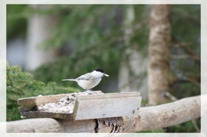 小鳥（OM-D）