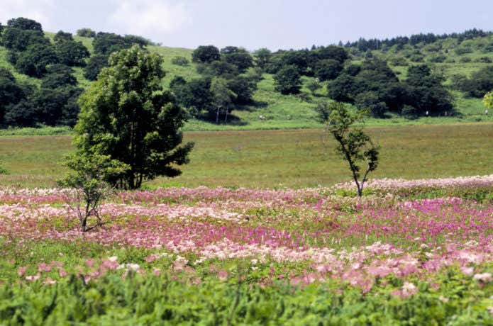 八島ヶ原湿原 花畑