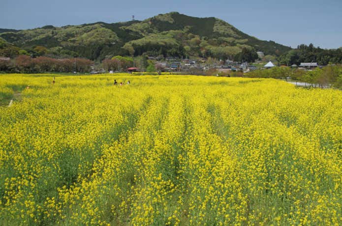 日和田山　巾着田の菜の花