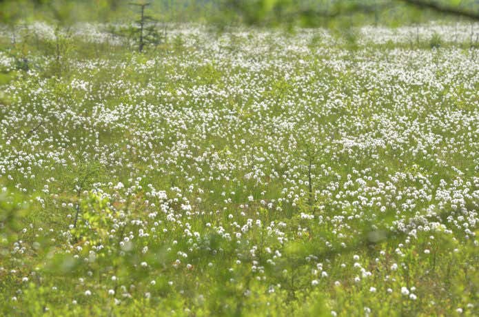 戦場ヶ原 花畑