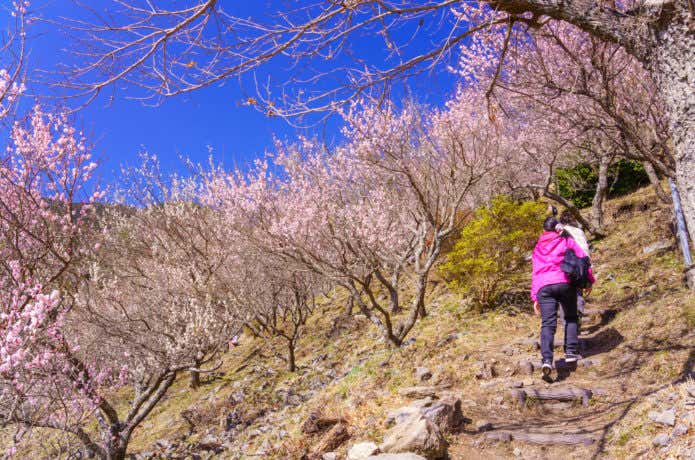 低山お花見ハイク