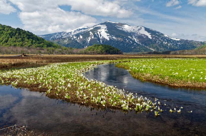尾瀬ヶ原湿原