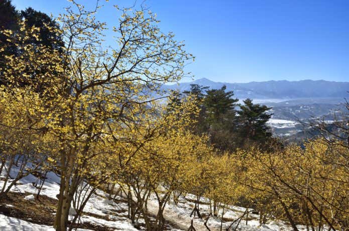 長瀞・宝登山　蝋梅園