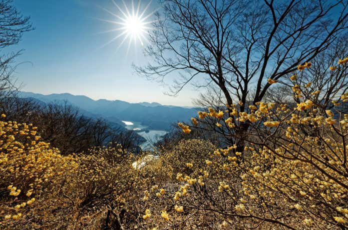 低山お花見ハイク 景色