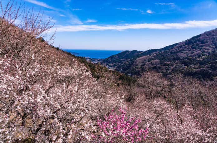 湯河原・幕山　湯河原梅林