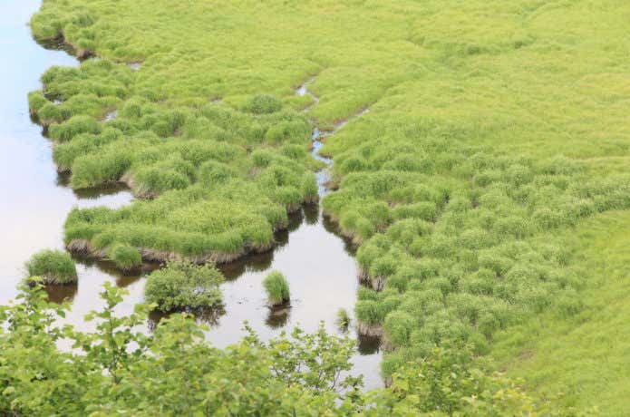 釧路湿原 植生