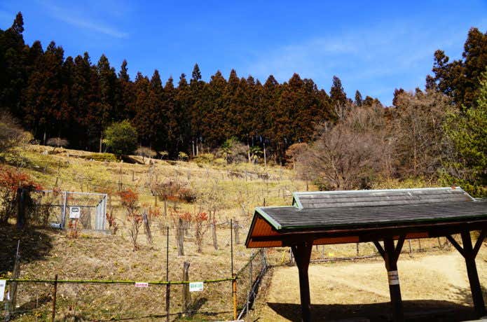 小鹿野町・四阿屋山 ロウバイ園