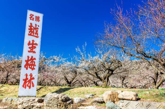 越生・大高取山　越生梅林