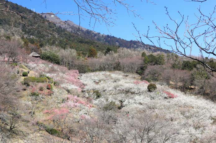 つくば・筑波山　筑波山梅林コース
