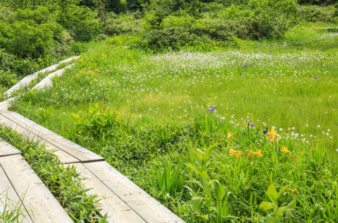 木道のそばに花