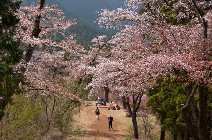 一丁平の桜並木