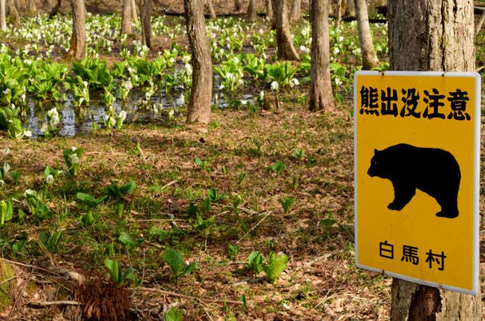 熊出没注意