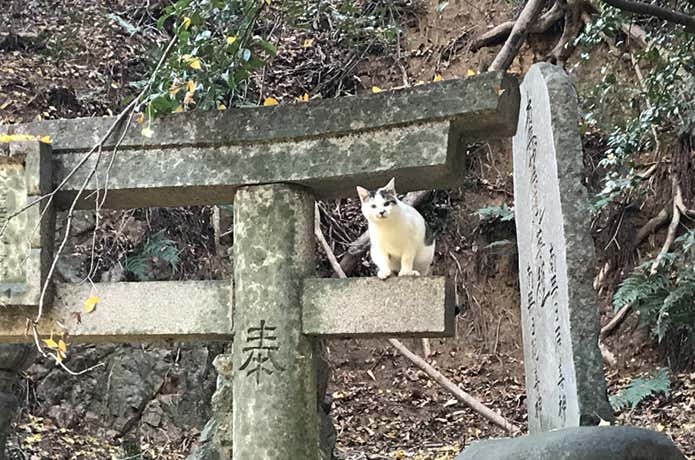 鳥居にのる猫
