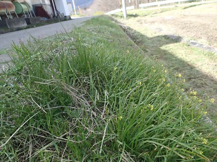 野草の生えていそうな場所