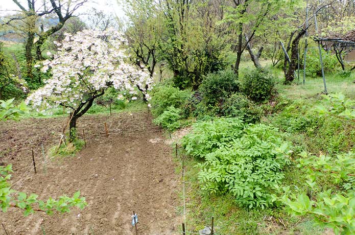 畑の持ち主が植えて育てていると思われるので無断採取はNG