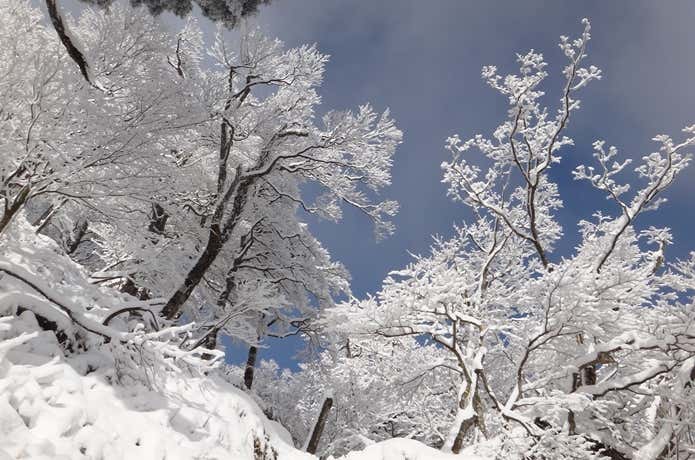 英彦山　北岳付近の霧氷