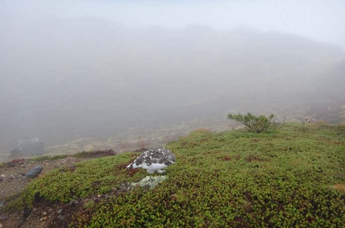 北アルプス　立山のライチョウ