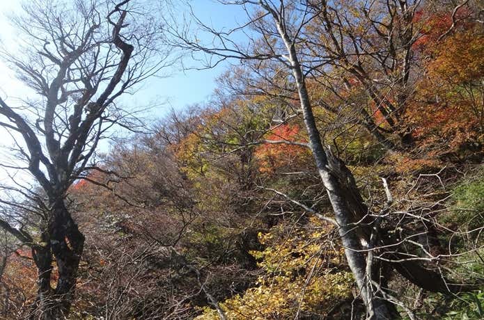 英彦山　北岳付近の紅葉