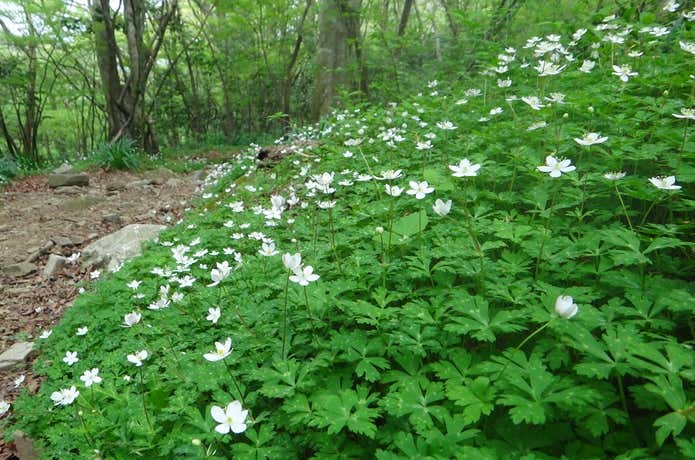 井原山（福岡県）　水無ルートのニリンソウ群落