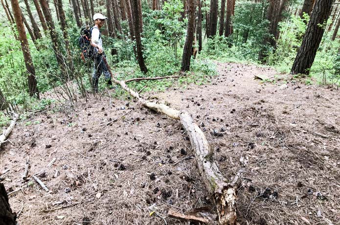 登山道に倒れていた倒木を道の外に引きずり出す筆者