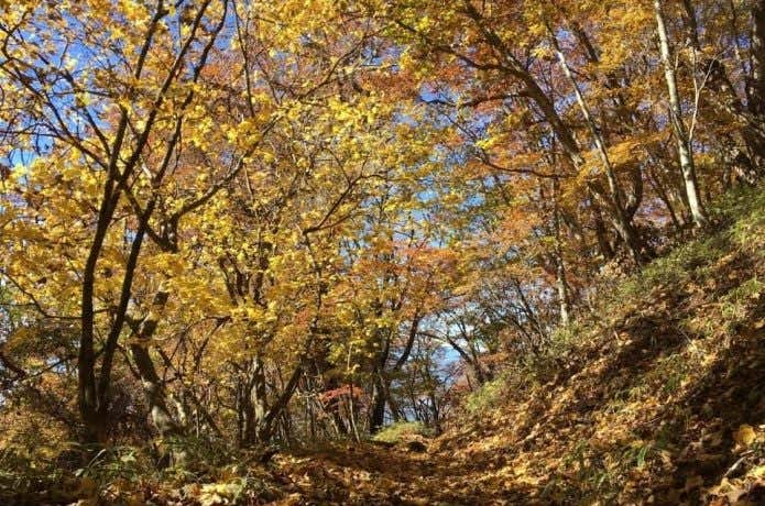 上日川峠から丸川峠入口へと繋ぐ登山道の紅葉