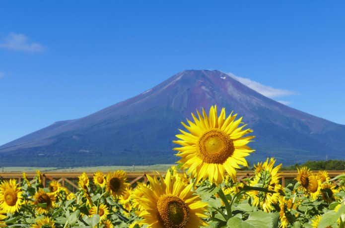 富士山とひまわり