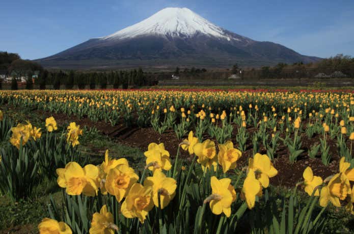 富士山とスイセン