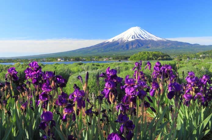 富士山とあやめ