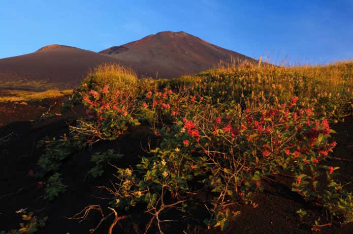 富士山とイタドリ