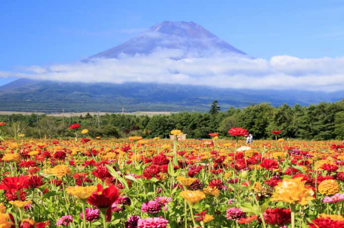 富士山とカラフルな花畑