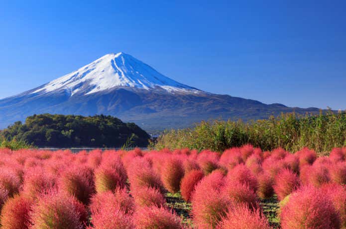 富士山とコキア
