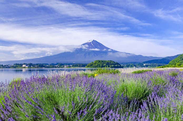 富士山とラベンダー