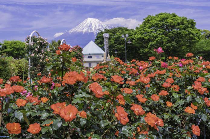 富士山とバラ