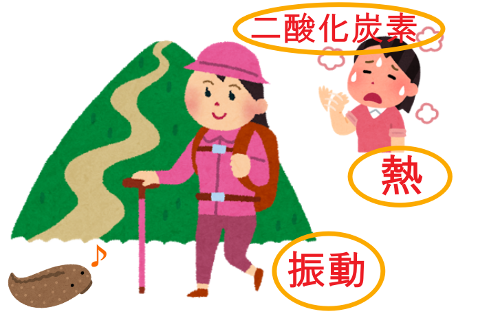 ヤマビルを引き寄せるの原因は熱・二酸化炭素・振動