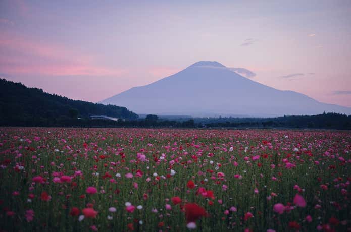 03_山中湖花の都公園