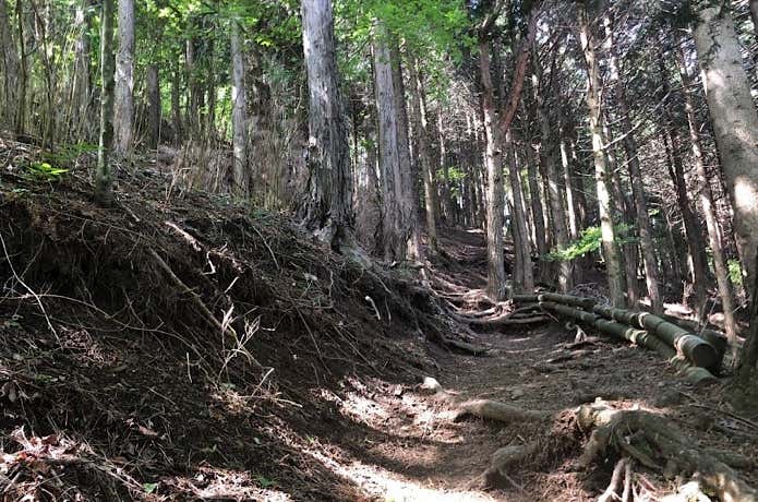 樹林帯の登山道