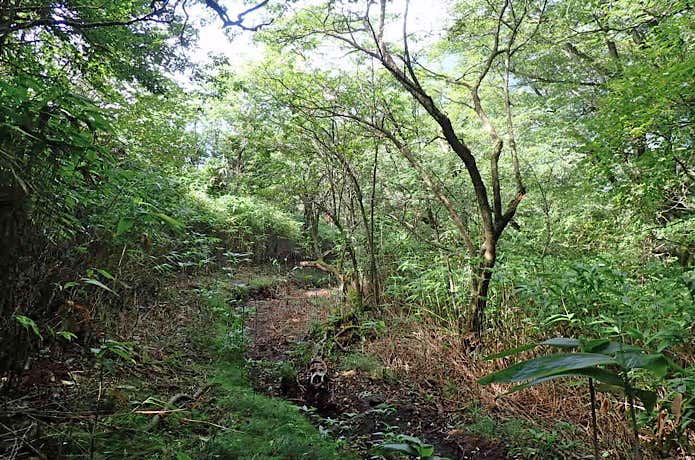 荒れた登山道