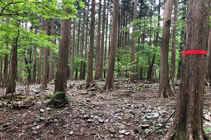 樹林帯の赤いテープ