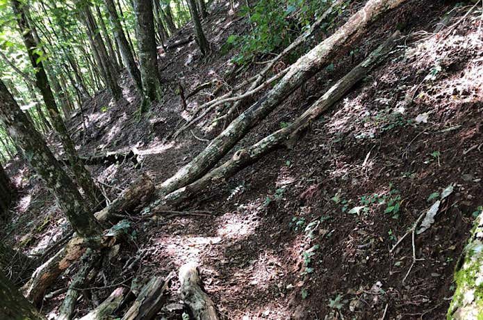 登山道の倒木