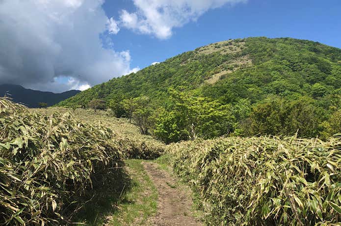 熊笹の平坦な登山道