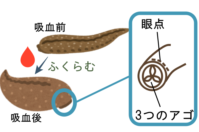 専門家監修】『ヤマビル』の正しい対策＆対処法とは？ | YAMA HACK[ヤマハック]