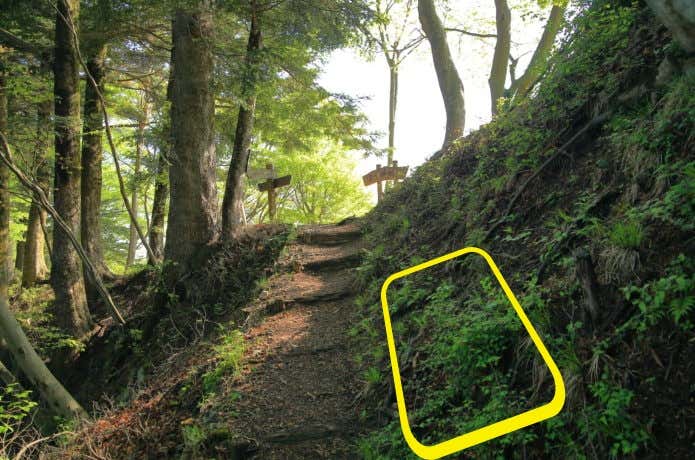 ヤマビルが潜伏しやすい登山道の脇