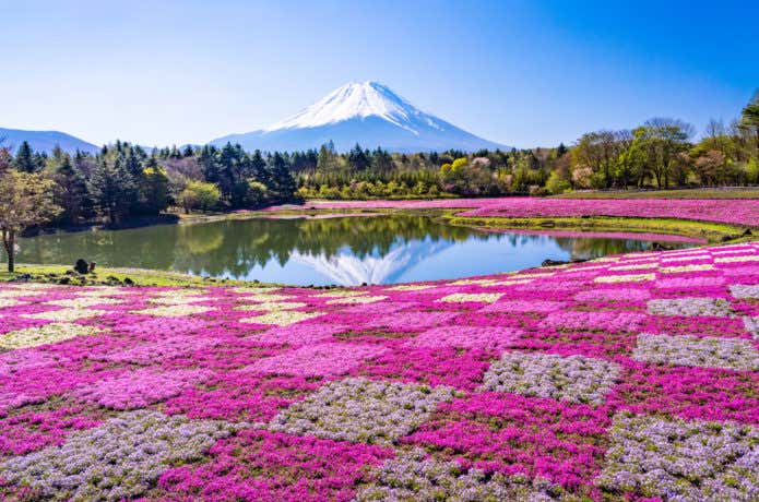 富士芝桜まつり